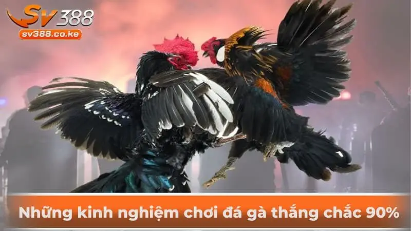 Những kinh nghiệm chơi đá gà thắng chắc 90%