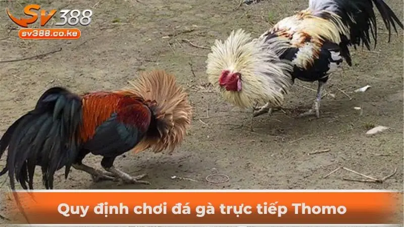 Quy định chơi đá gà trực tiếp Thomo